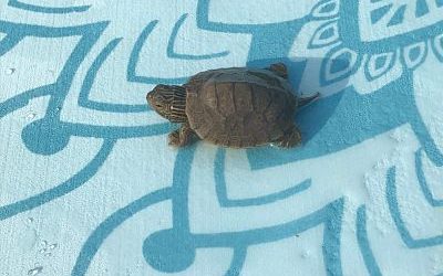 turtle_opt